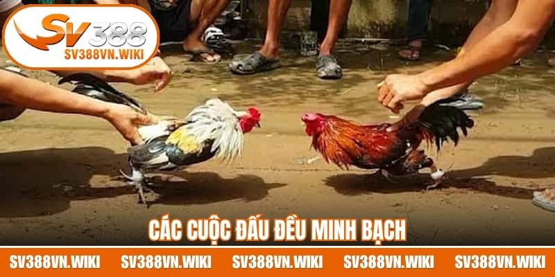 Các cuộc đấu đều minh bạch
