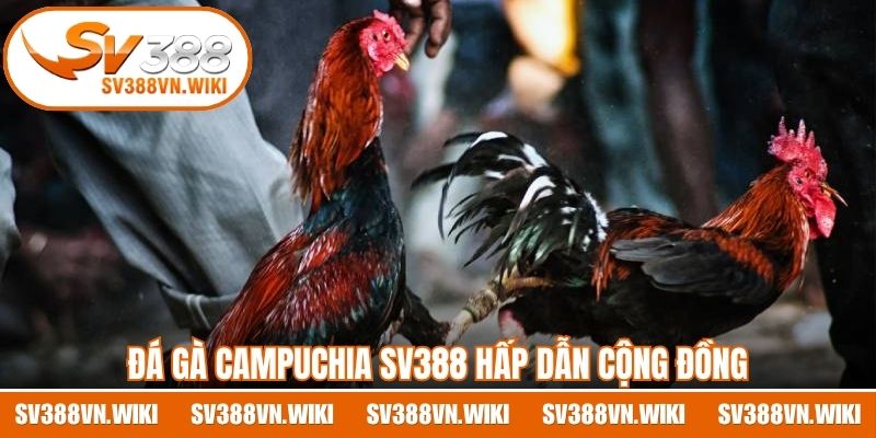 Đá gà Campuchia SV388 hấp dẫn cộng đồng