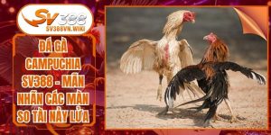 Đá gà Campuchia SV388 - Mãn Nhãn Các Màn So Tài Nảy Lửa