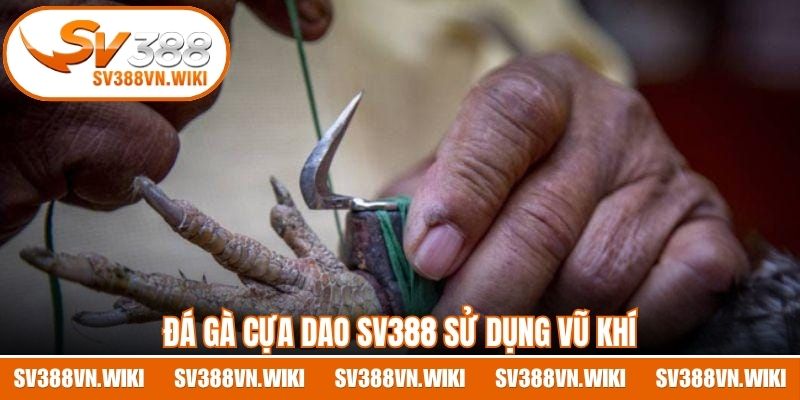 Đá gà cựa dao SV388 sử dụng vũ khí
