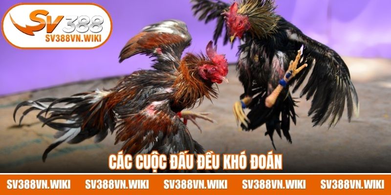 Các cuộc đấu đều khó đoán