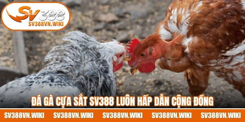 Đá gà cựa sắt SV388 luôn hấp dẫn cộng đồng