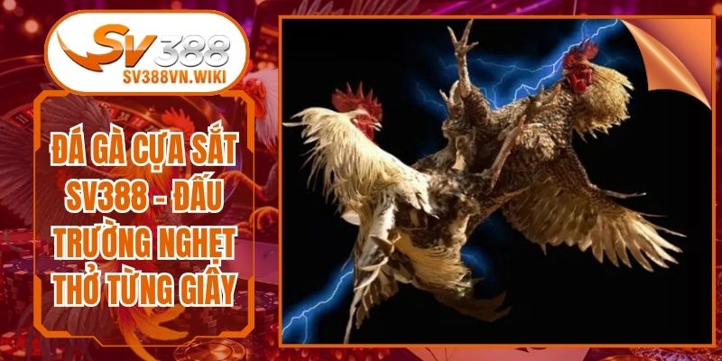 Đá Gà Cựa Sắt SV388 - Đấu Trường Nghẹt Thở Từng Giây