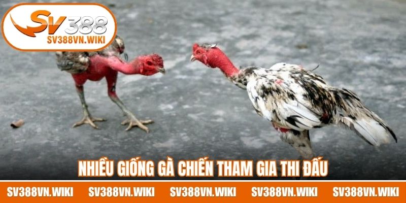 Nhiều giống gà chiến tham gia thi đấu
