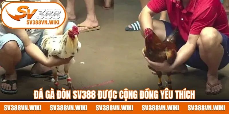 Đá gà đòn SV388 được cộng đồng yêu thích