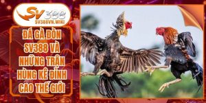 Đá Gà Đòn SV388 Và Những Trận Hùng Kê Đỉnh Cao Thế Giới