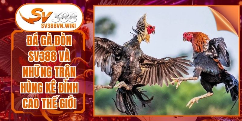 Đá Gà Đòn SV388 Và Những Trận Hùng Kê Đỉnh Cao Thế Giới