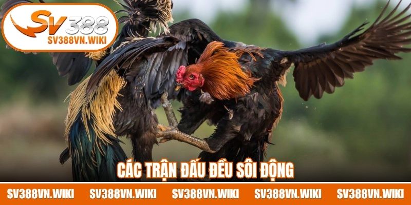 Các trận đấu đều sôi động