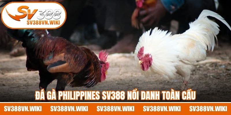 Đá gà Philippines SV388 nổi danh toàn cầu