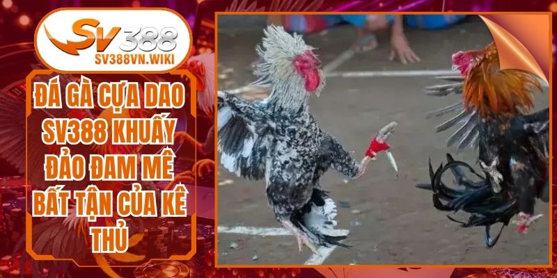 Đá Gà Cựa Dao SV388 Khuấy Đảo Đam Mê Bất Tận Của Kê Thủ
