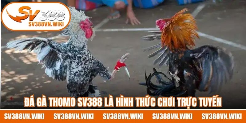 Đá gà Thomo SV388 là hình thức chơi trực tuyến