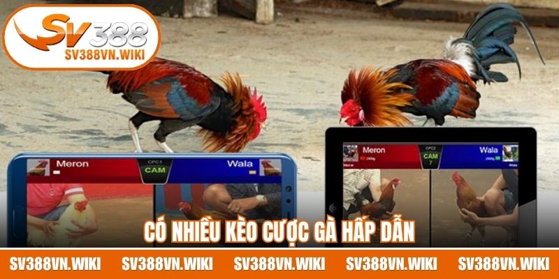 Có nhiều kèo cược gà hấp dẫn