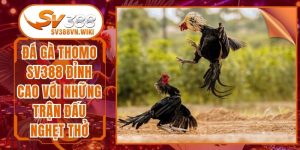 Đá Gà Thomo SV388 Đỉnh Cao Với Những Trận Đấu Nghẹt Thở