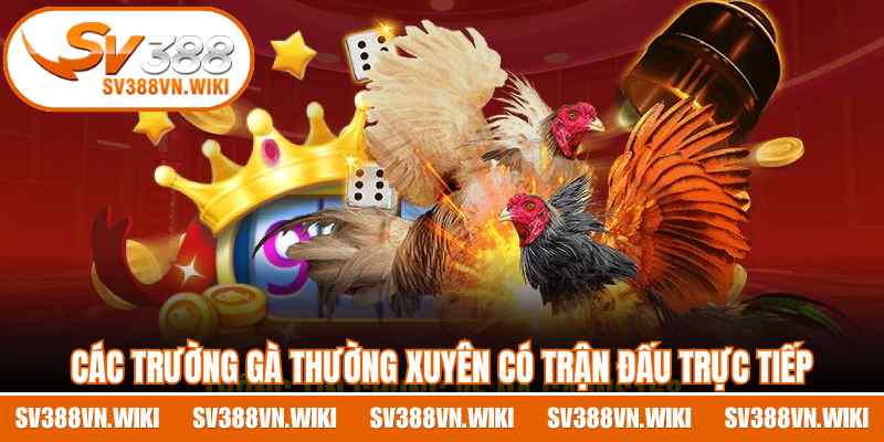 Các trường gà thường xuyên có trận đấu trực tiếp