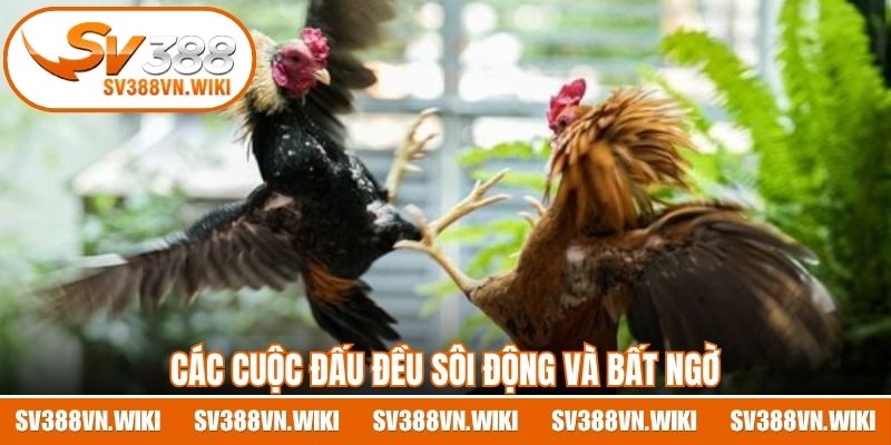 Các cuộc đấu đều sôi động và bất ngờ