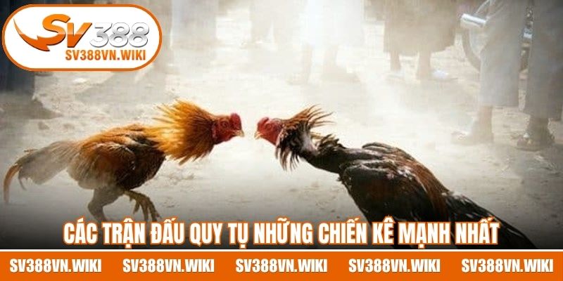 Các trận đấu quy tụ những chiến kê mạnh nhất