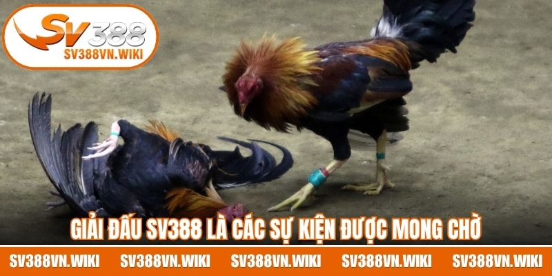 Giải đấu SV388 là các sự kiện được mong chờ