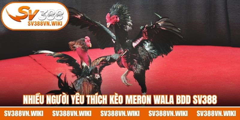 Nhiều người yêu thích kèo Meron Wala BDD SV388