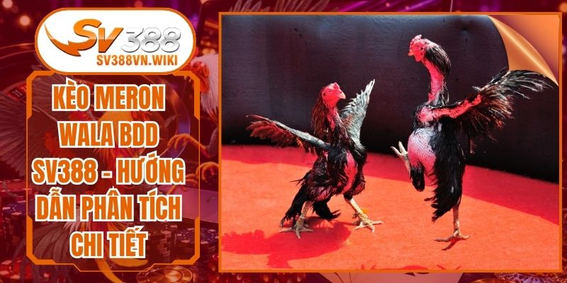 Kèo Meron Wala BDD SV388 - Hướng Dẫn Phân Tích Chi Tiết
