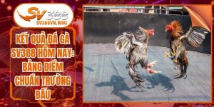 Kết Quả Đá Gà SV388 Hôm Nay: Bảng Điểm Chuẩn Trường Đấu