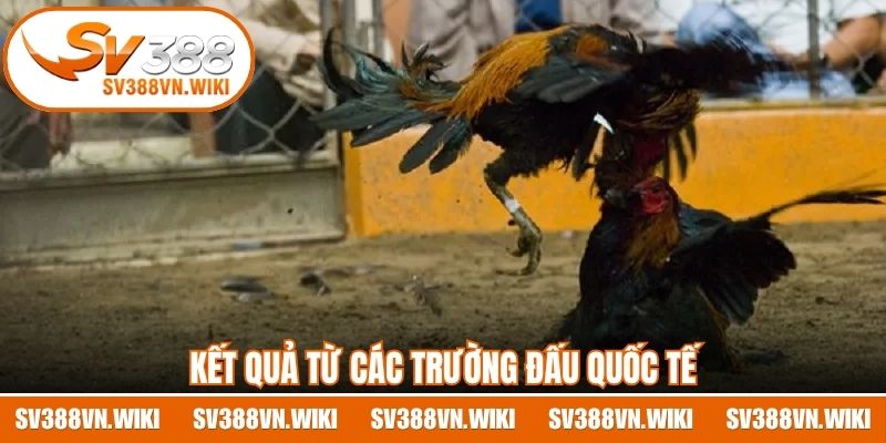 Kết quả từ các trường đấu quốc tế