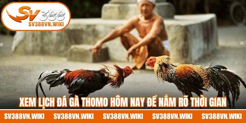 Xem lịch đá gà Thomo hôm nay để nắm rõ thời gian