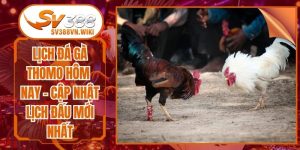 Lịch Đá Gà Thomo Hôm Nay - Cập Nhật Lịch Đấu Mới Nhất