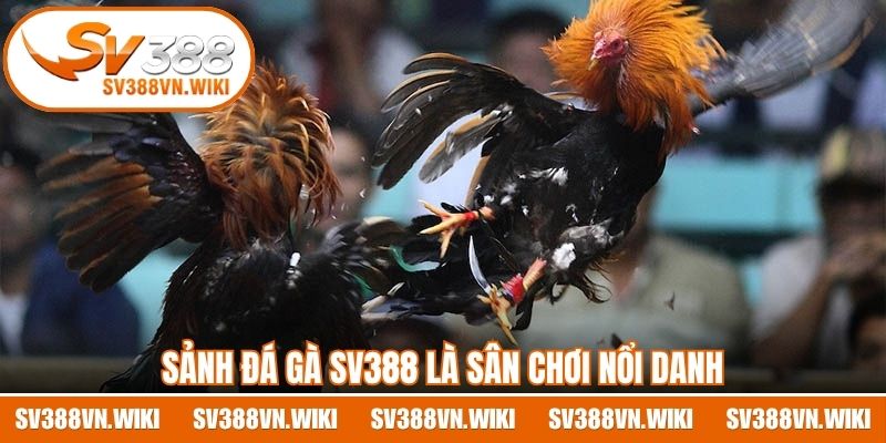 Sảnh đá gà SV388 là sân chơi nổi danh