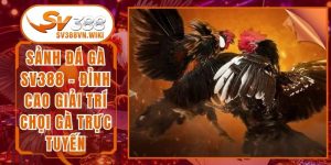 Sảnh Đá Gà SV388 - Đỉnh Cao Giải Trí Chọi Gà Trực Tuyến