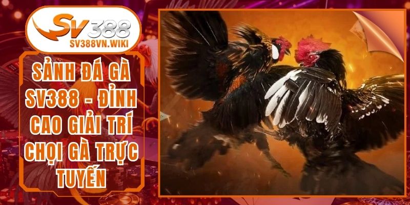 Sảnh Đá Gà SV388 - Đỉnh Cao Giải Trí Chọi Gà Trực Tuyến