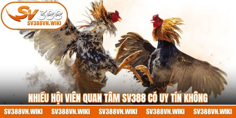 Nhiều hội viên quan tâm SV388 có uy tín không
